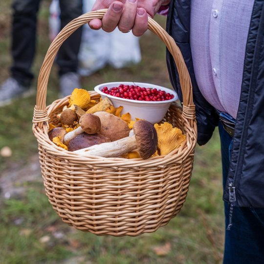Iliustracija