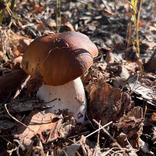 Iliustracija